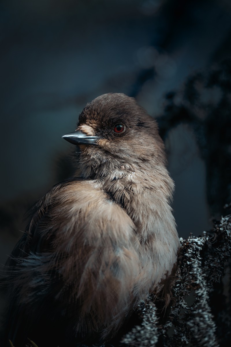 Siberian Jay - ML646052590