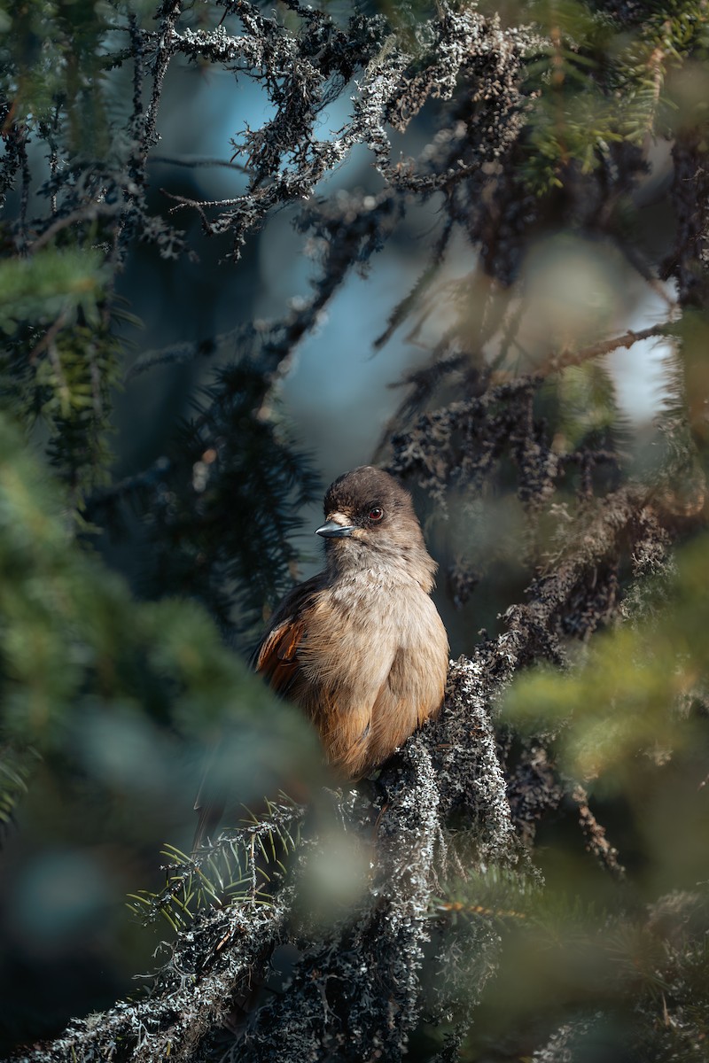 Siberian Jay - ML646052591