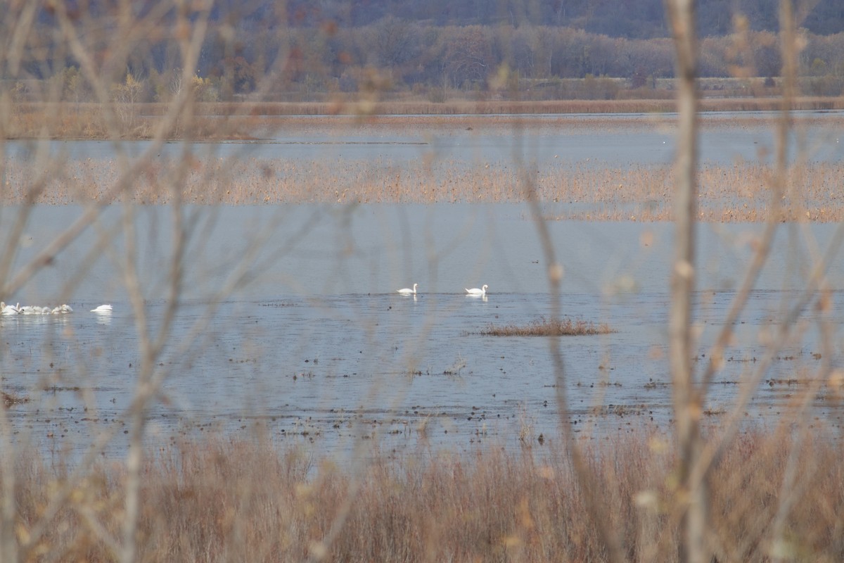 Cisne Vulgar - ML646052592