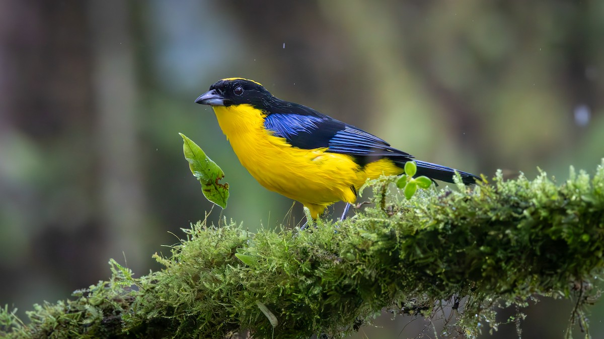 Tangara Aliazul - ML646052593