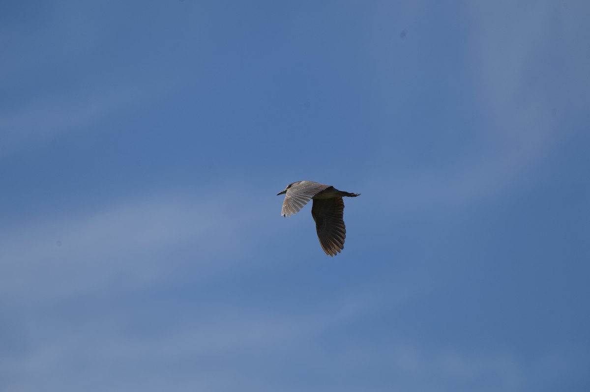 Martinete Común - ML646052597