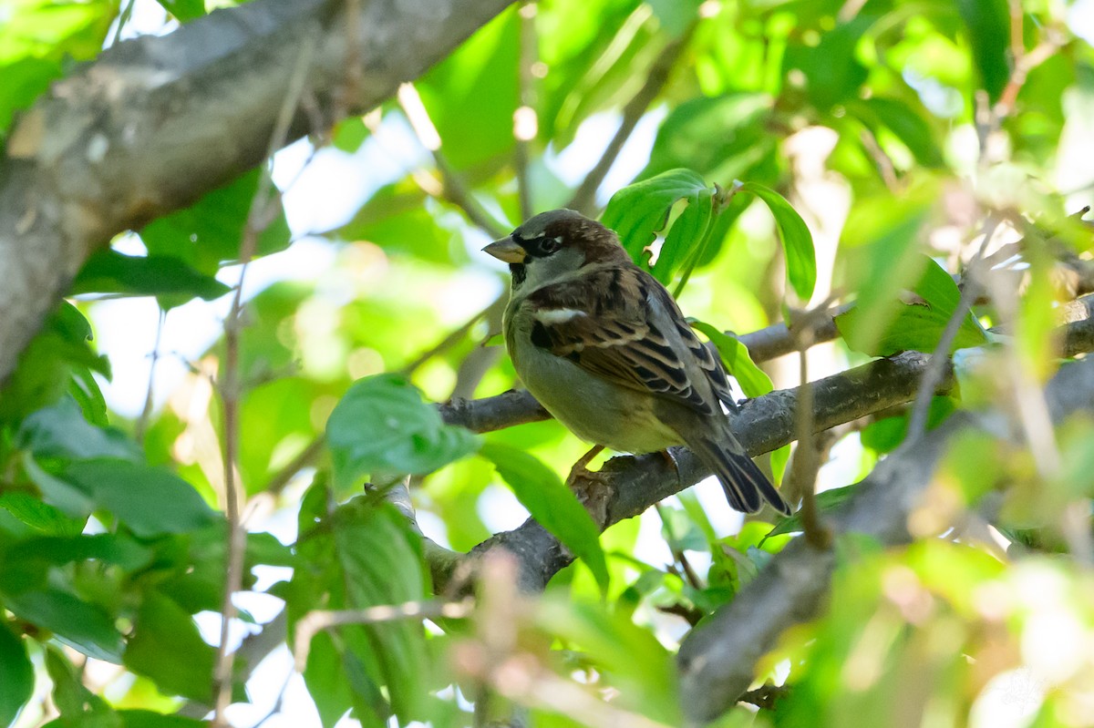 Gorrión Común - ML646052598