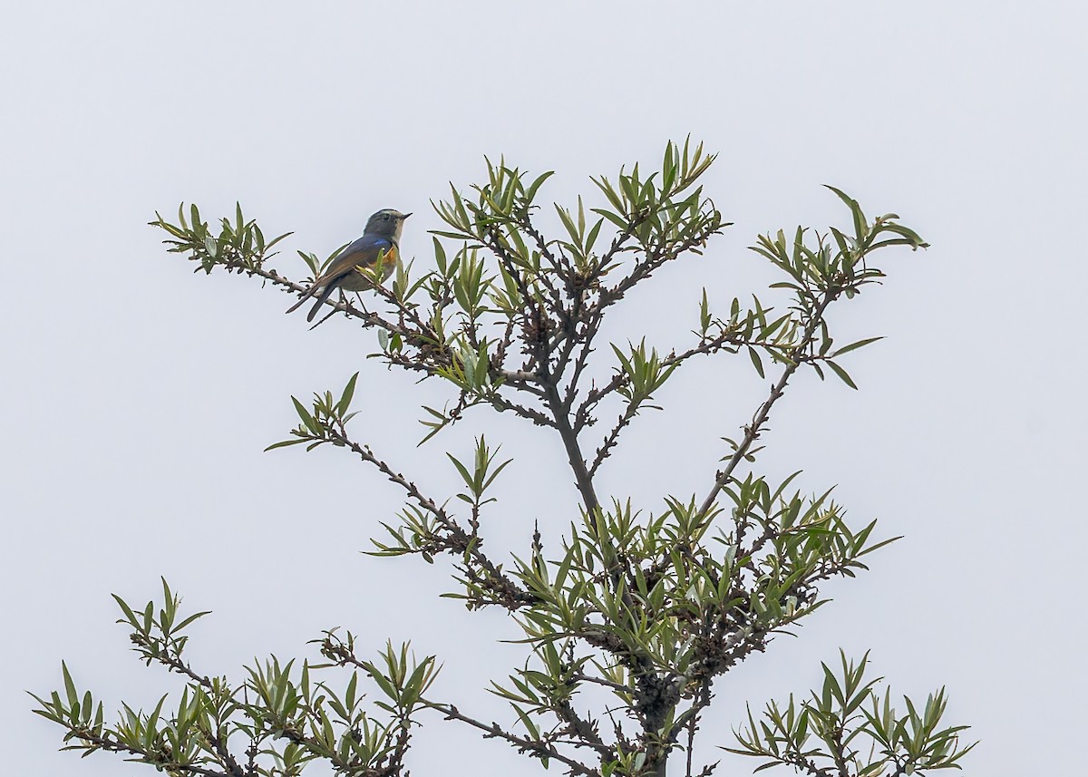 Ruiseñor de las Qilian - ML646052601