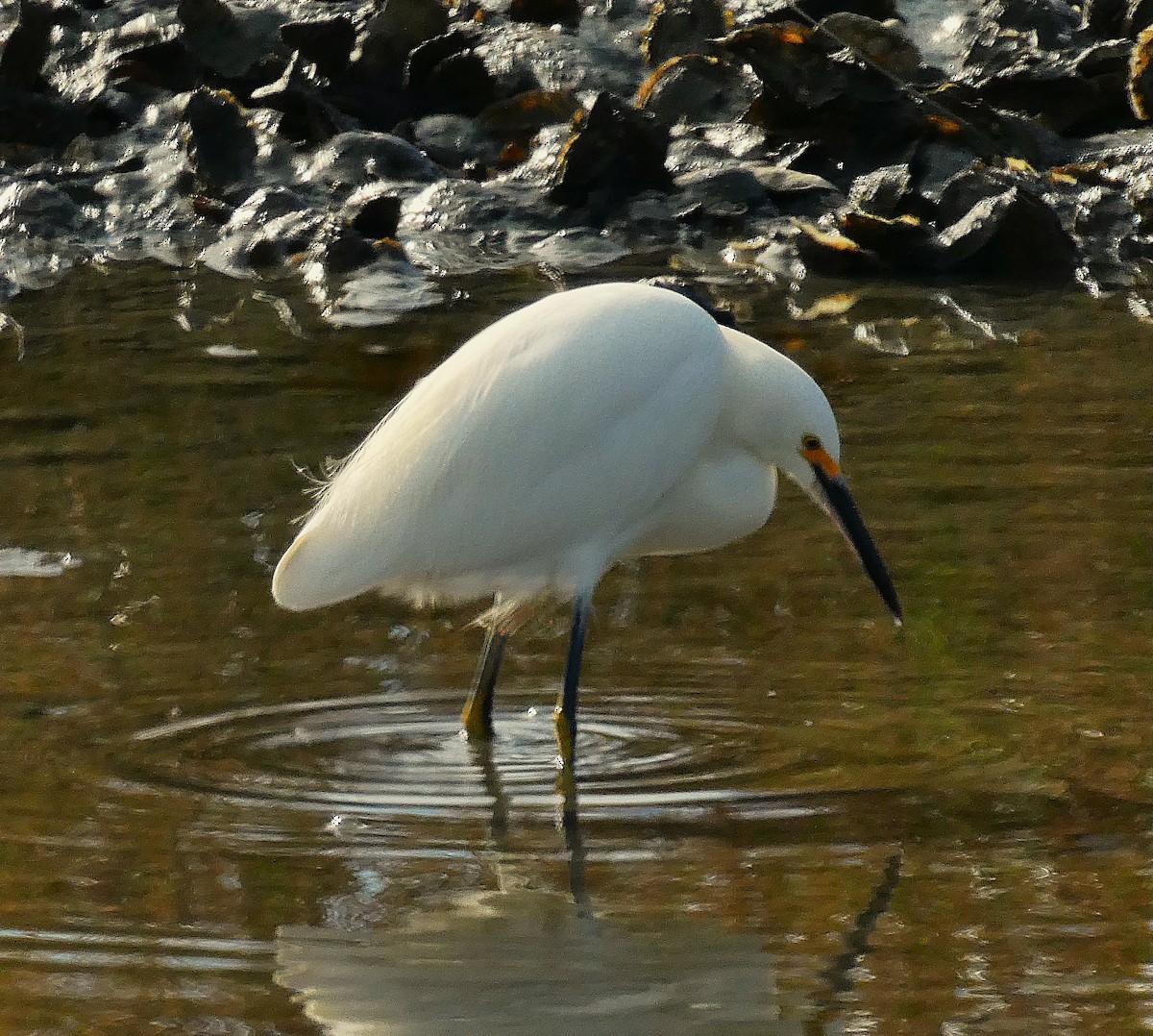 Garceta Nívea - ML646052602