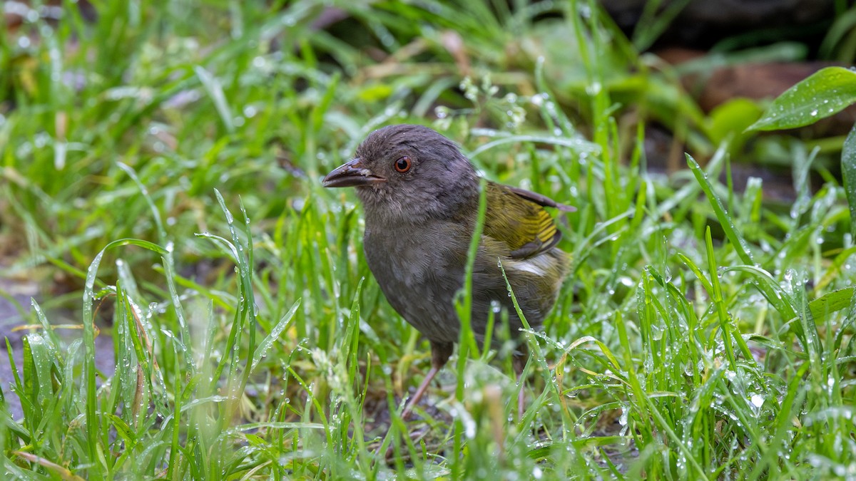 Clorospingo Oscuro - ML646052616
