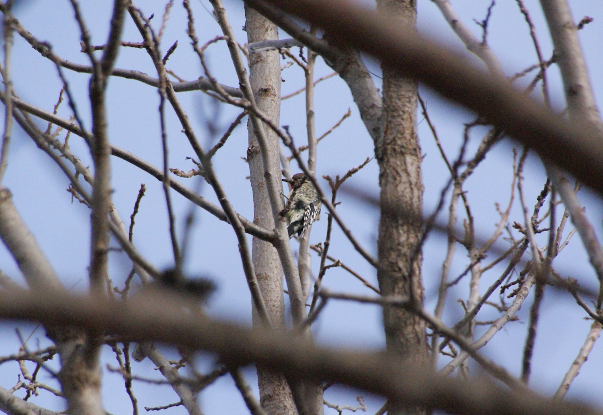 Carpintero de Carolina - ML646052618