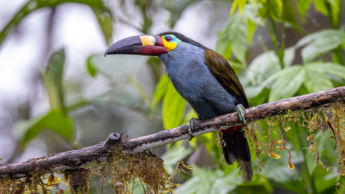 Tucán Piquiplano - ML646052619