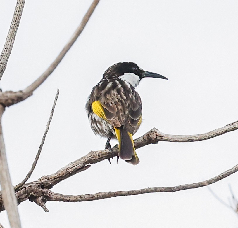 Mielero Cariblanco - ML646052620