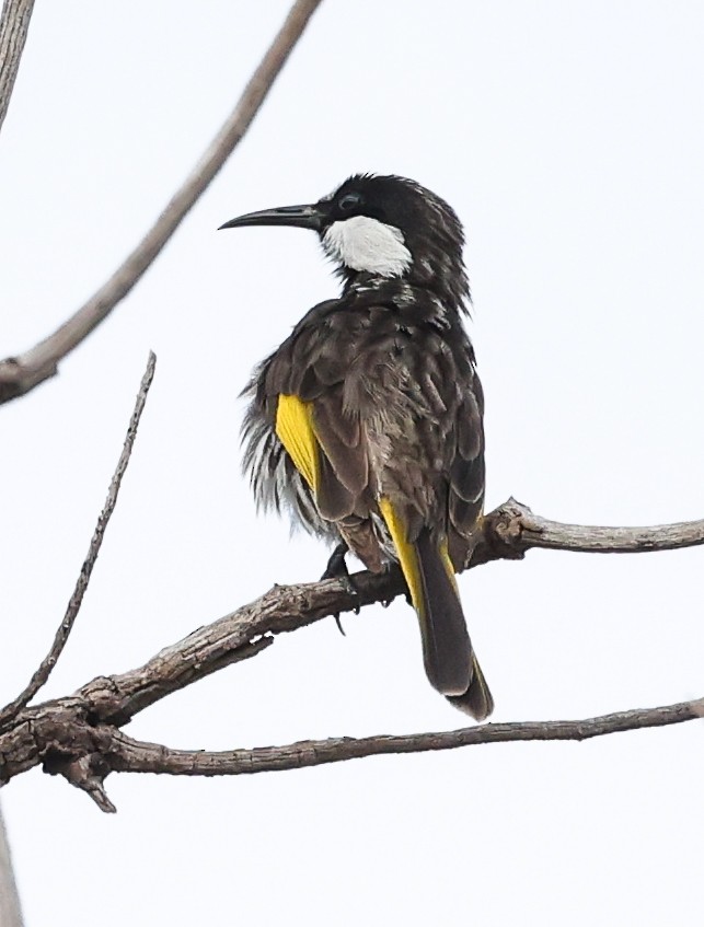 Mielero Cariblanco - ML646052621