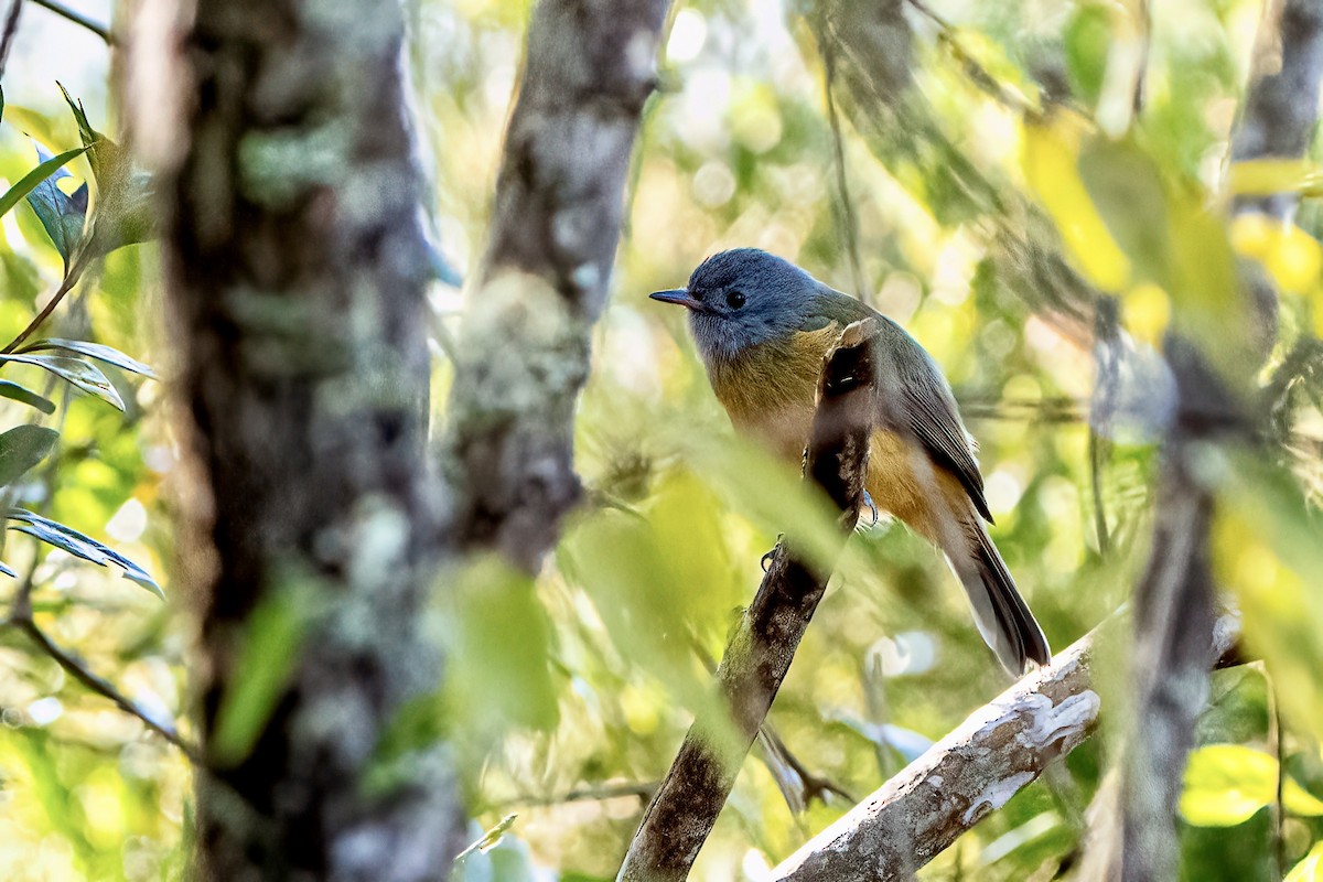 Mosquero Ladrillito - ML646052626