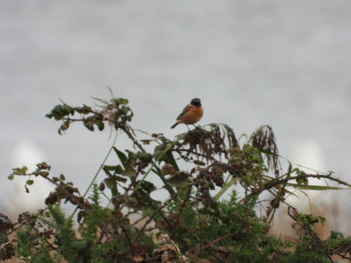 Tarabilla Europea - ML646052627