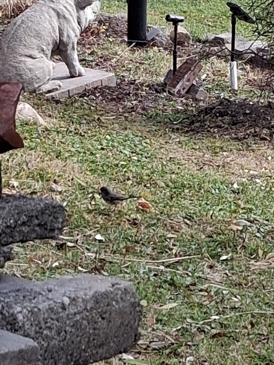 Junco Ojioscuro - ML646052628