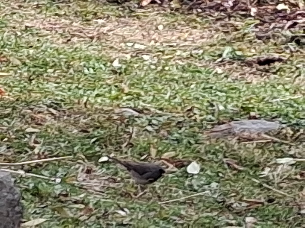 Junco Ojioscuro - ML646052629