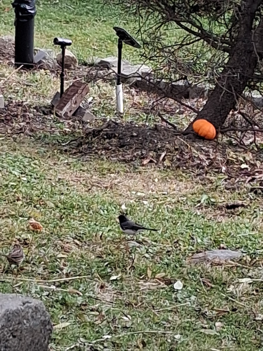 Junco Ojioscuro - ML646052631