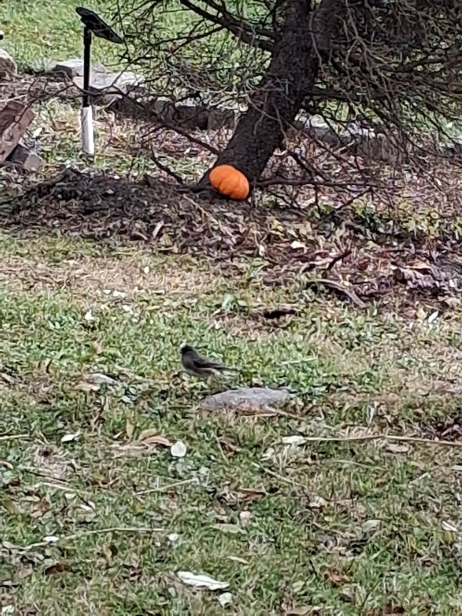 Junco Ojioscuro - ML646052632