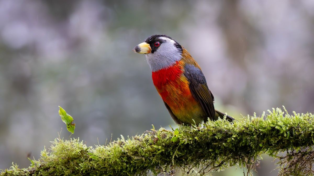 Cabezón Tucán - ML646052634