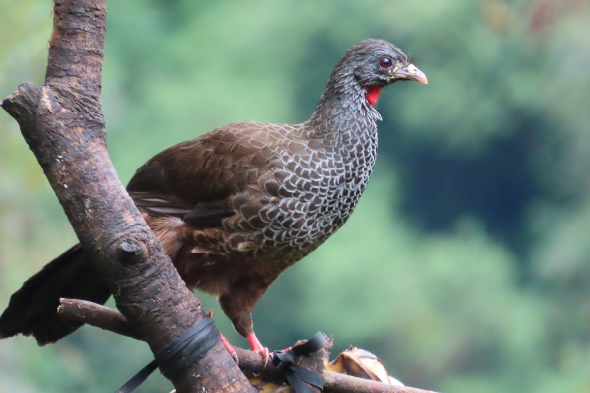 Andenguan - ML646052638