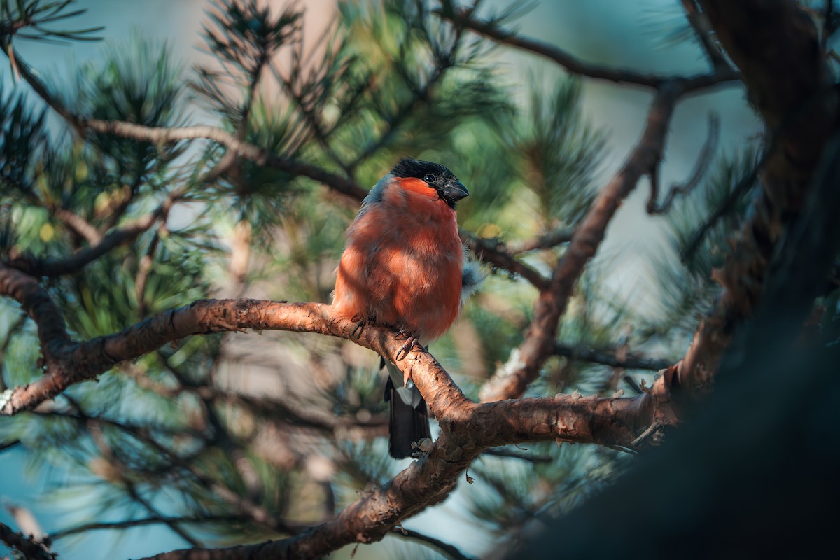 Eurasian Bullfinch - ML646052639