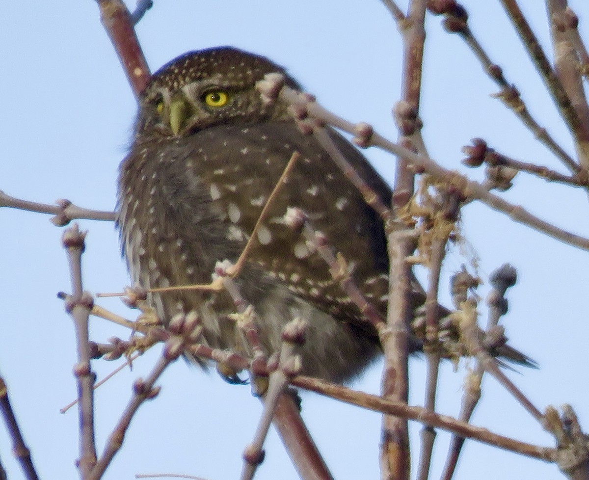 Northern Pygmy-Owl - ML646052645