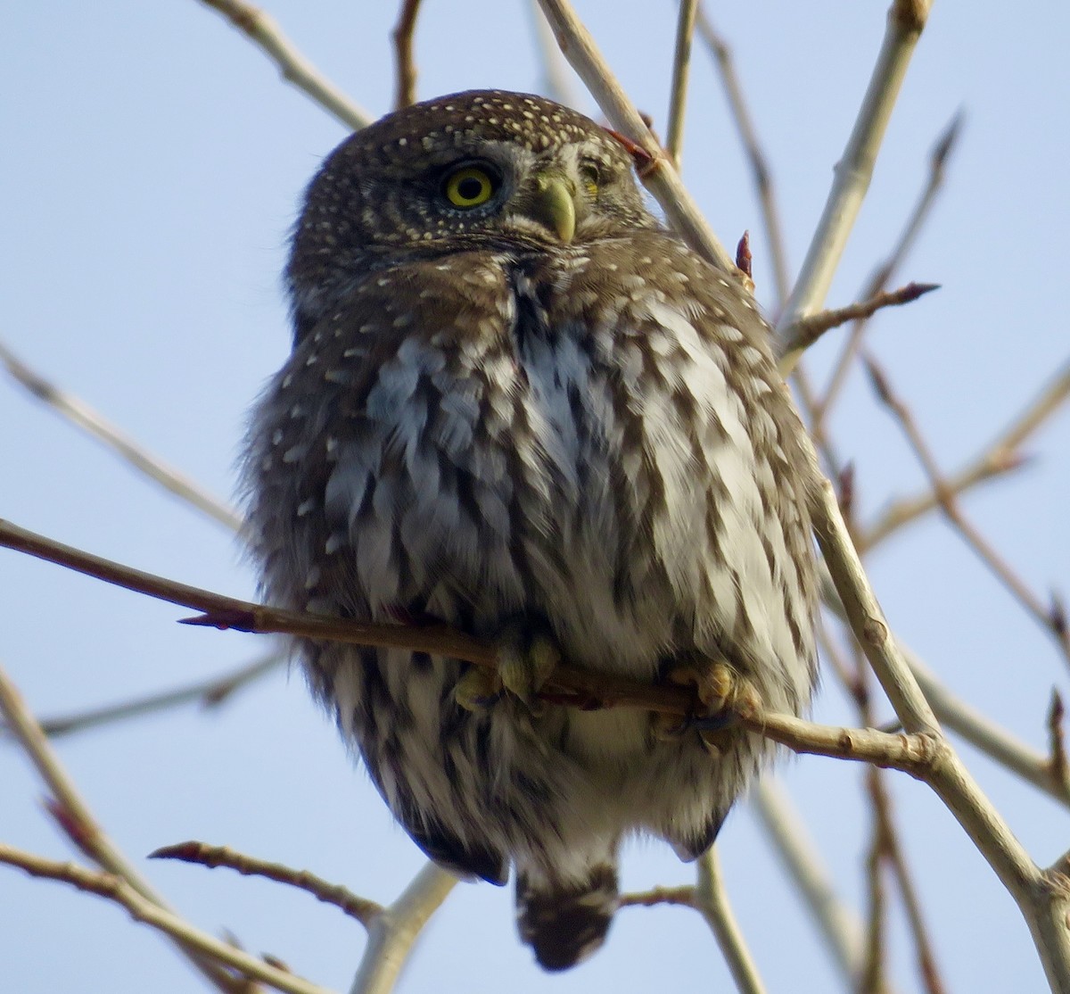 Northern Pygmy-Owl - ML646052646