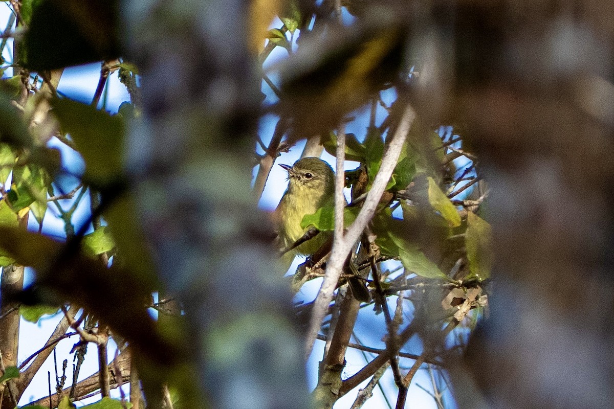 Mottle-cheeked Tyrannulet - ML646052649