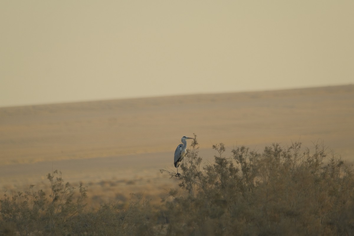 Gray Heron - ML646052653