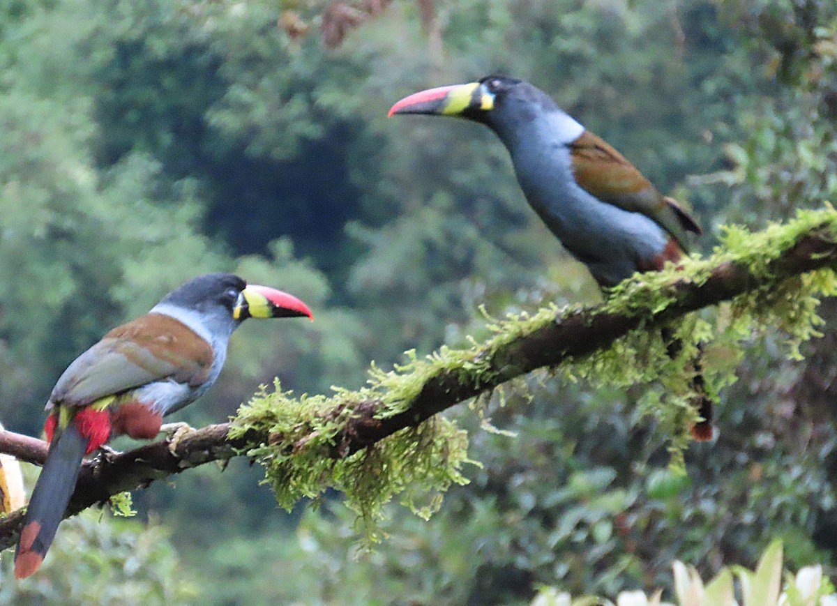 Gray-breasted Mountain-Toucan - ML646052661