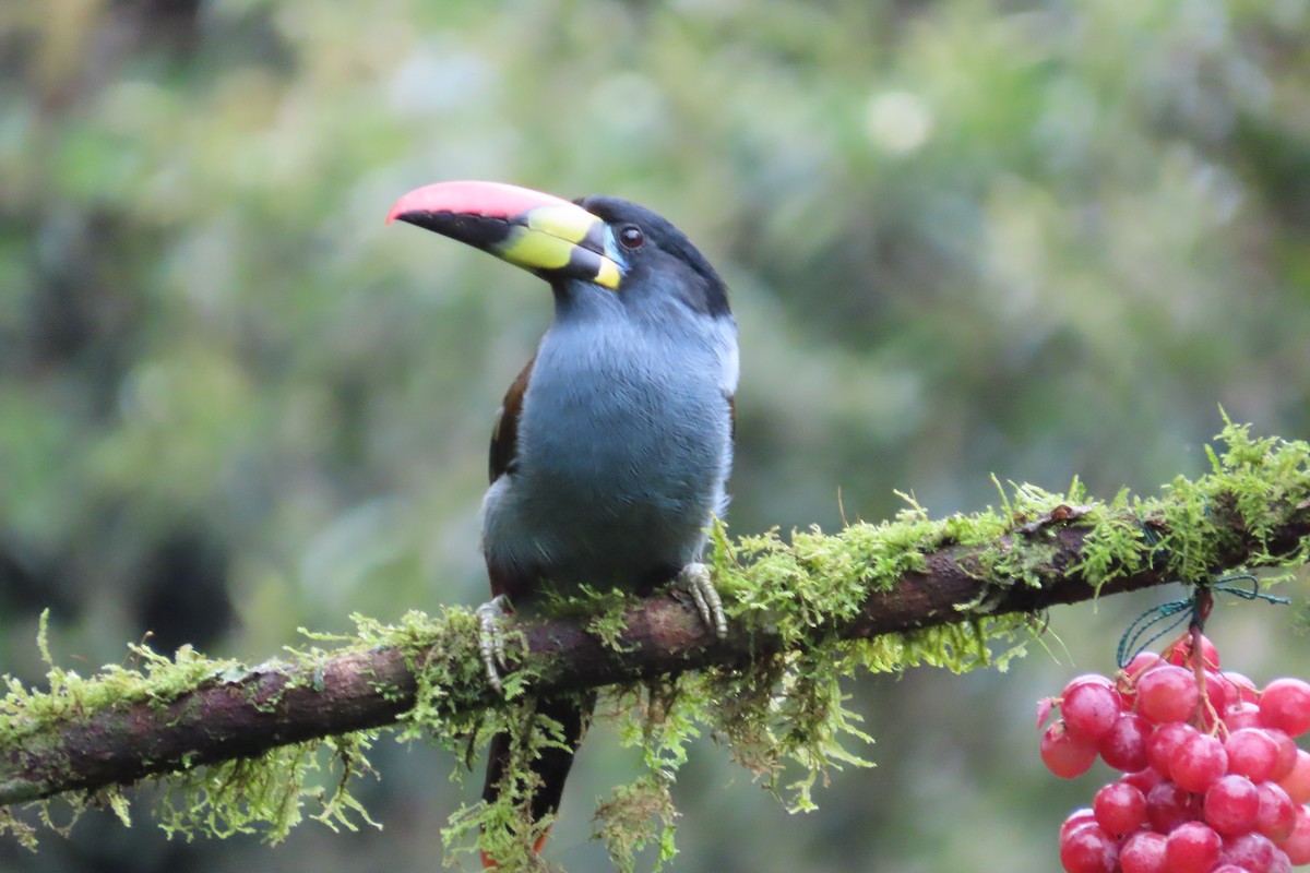 Gray-breasted Mountain-Toucan - ML646052662