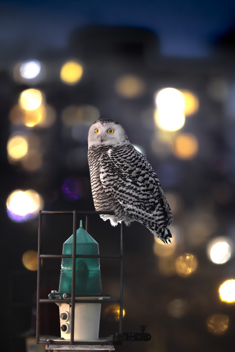 לילית שלג - ML646052664