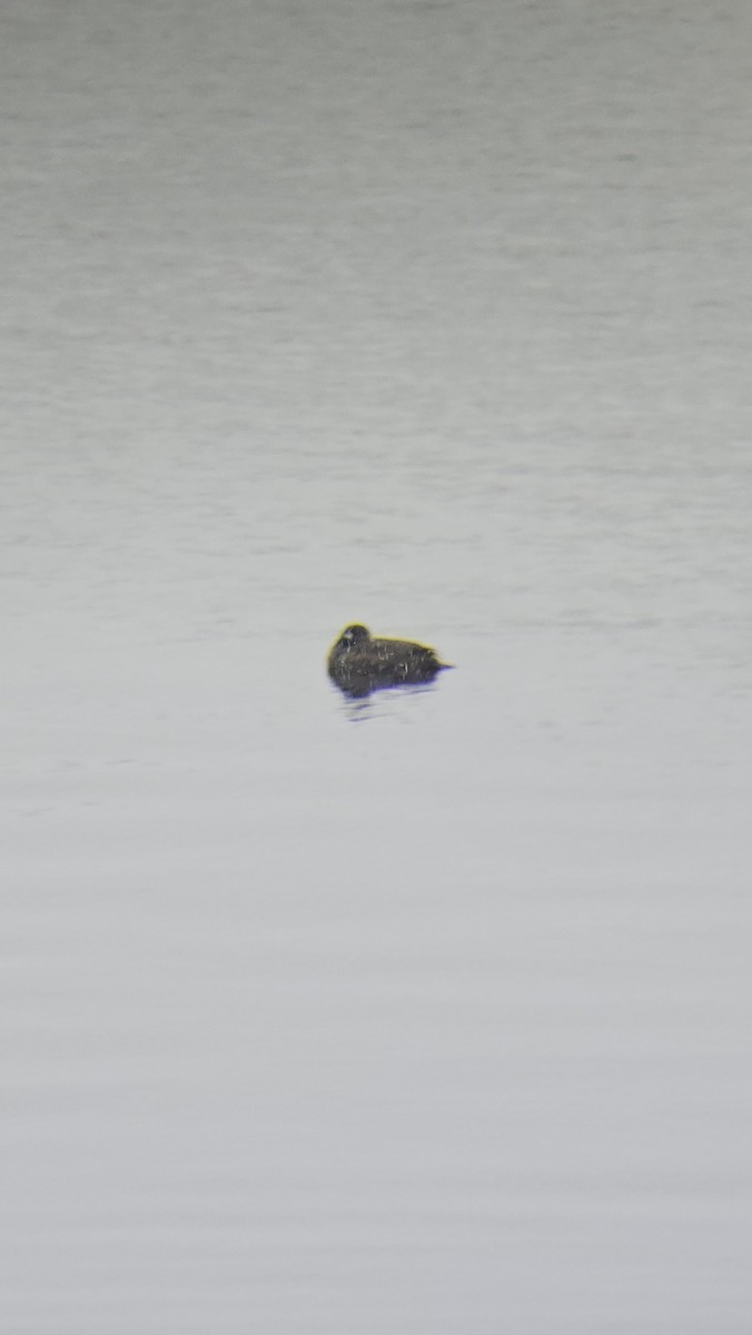 Harlequin Duck - ML646052666