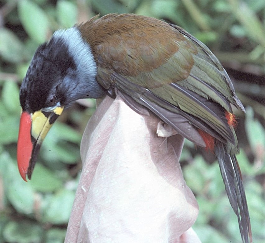 Gray-breasted Mountain-Toucan - ML646052670