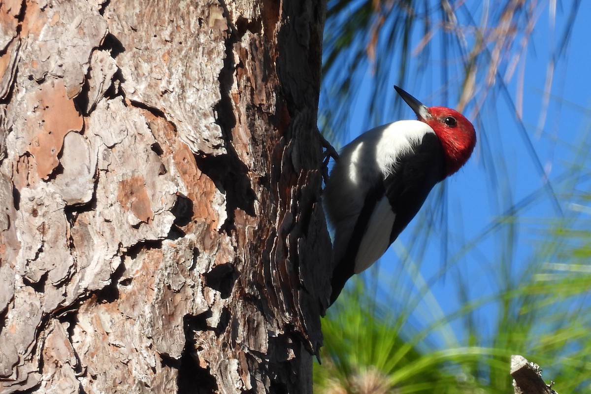 Pic à tête rouge - ML646052671
