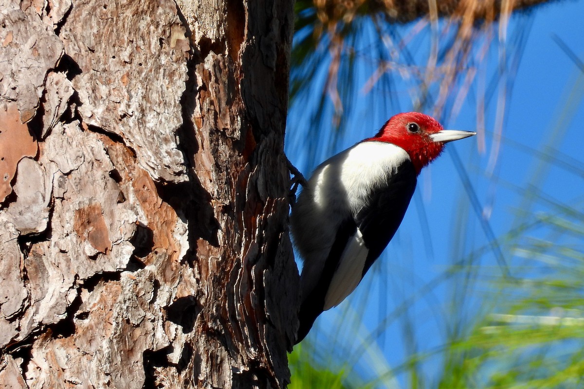 Pic à tête rouge - ML646052672
