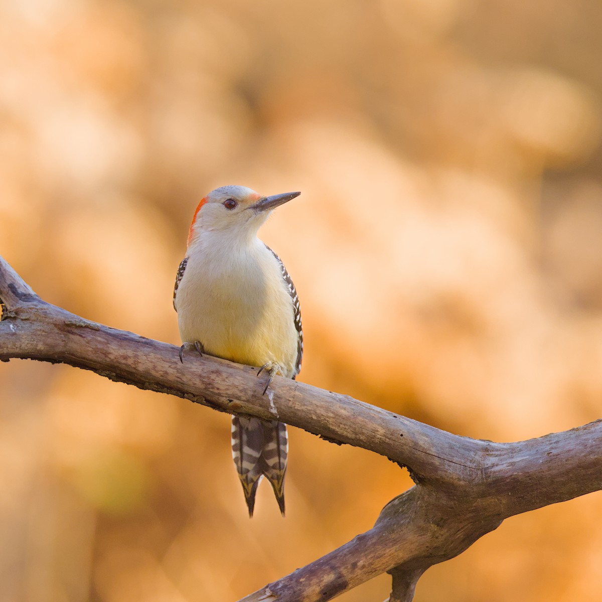 Red-bellied Woodpecker - ML646052673