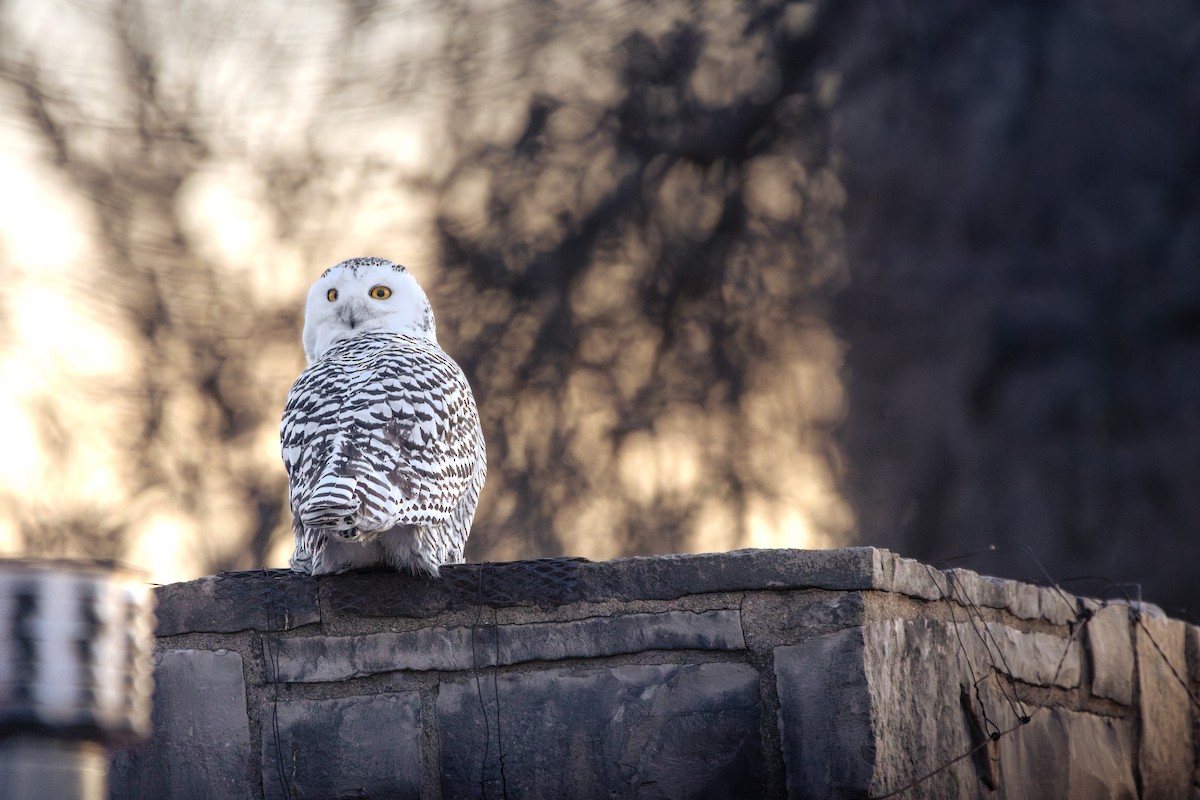 לילית שלג - ML646052674