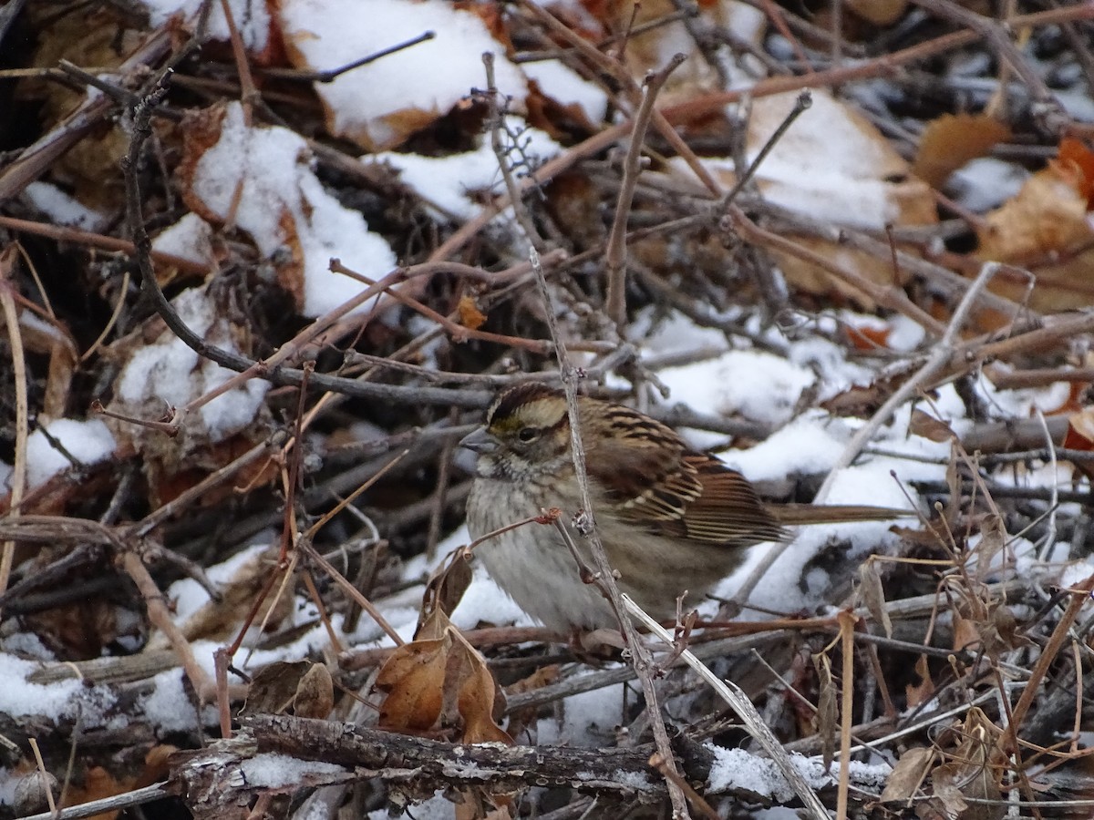 White-throated Sparrow - ML646052676