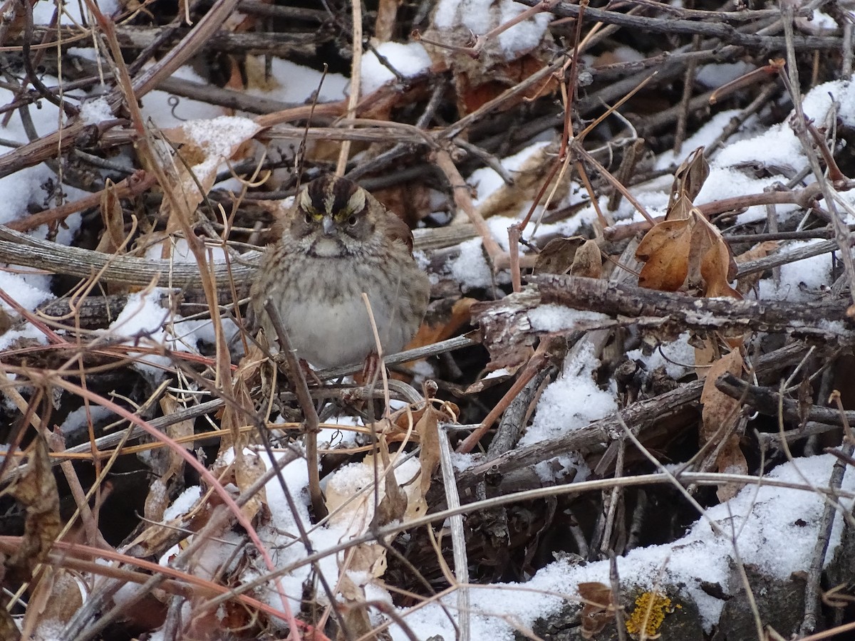 White-throated Sparrow - ML646052677