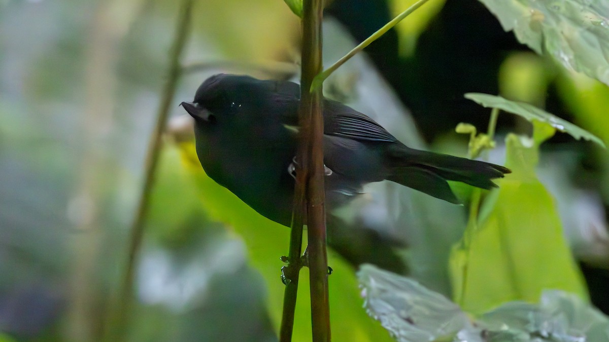 White-sided Flowerpiercer - ML646052679