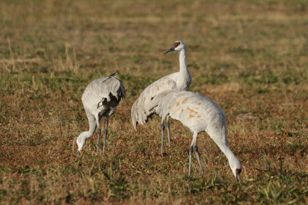 jeřáb kanadský - ML646052683