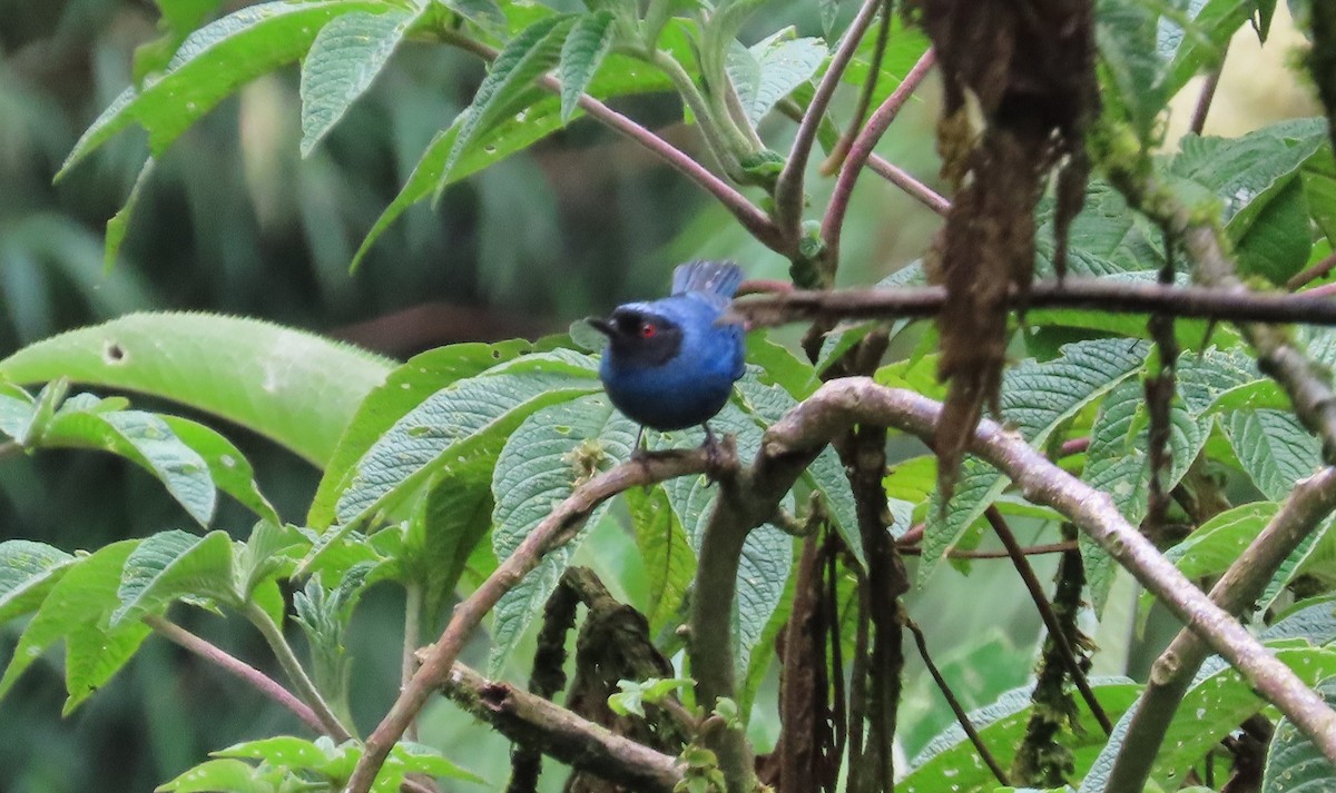 Masked Flowerpiercer - ML646052685