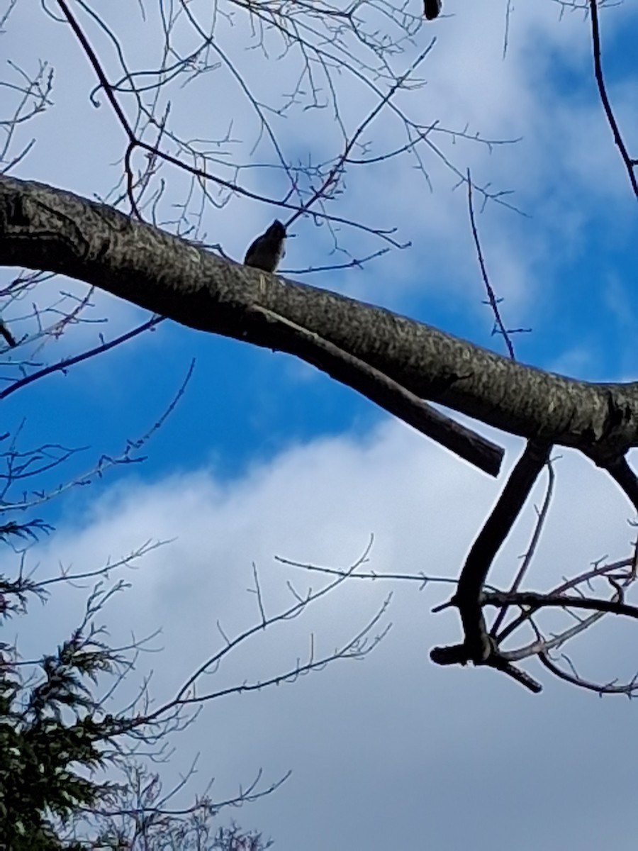 Tufted Titmouse - ML646052686