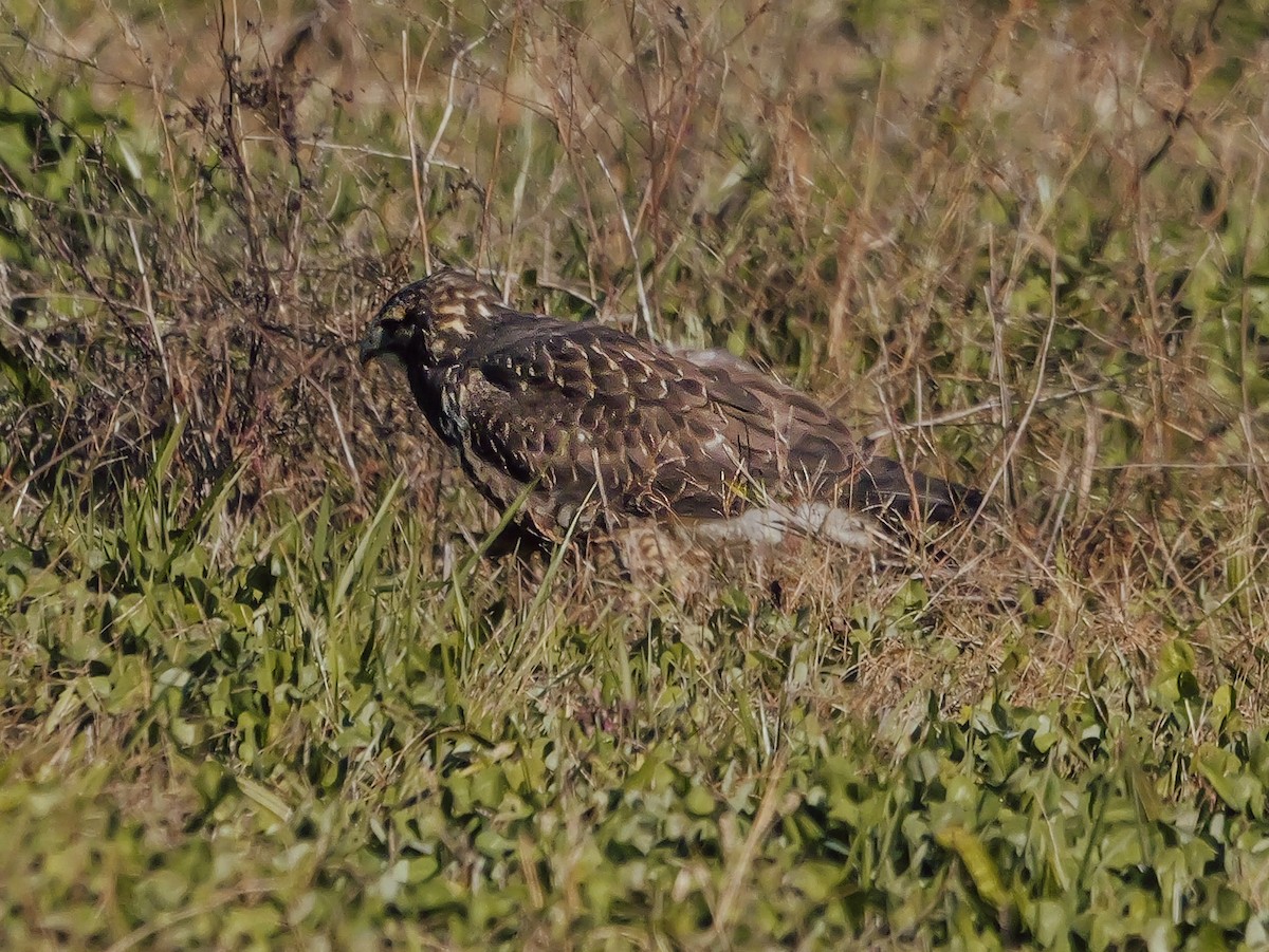 Swainson's Hawk - ML646052688