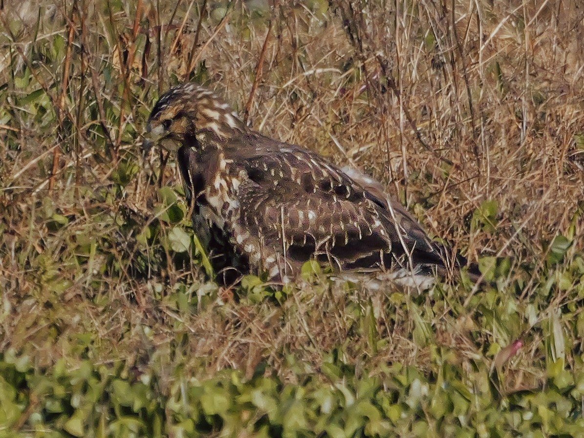 Swainson's Hawk - ML646052689
