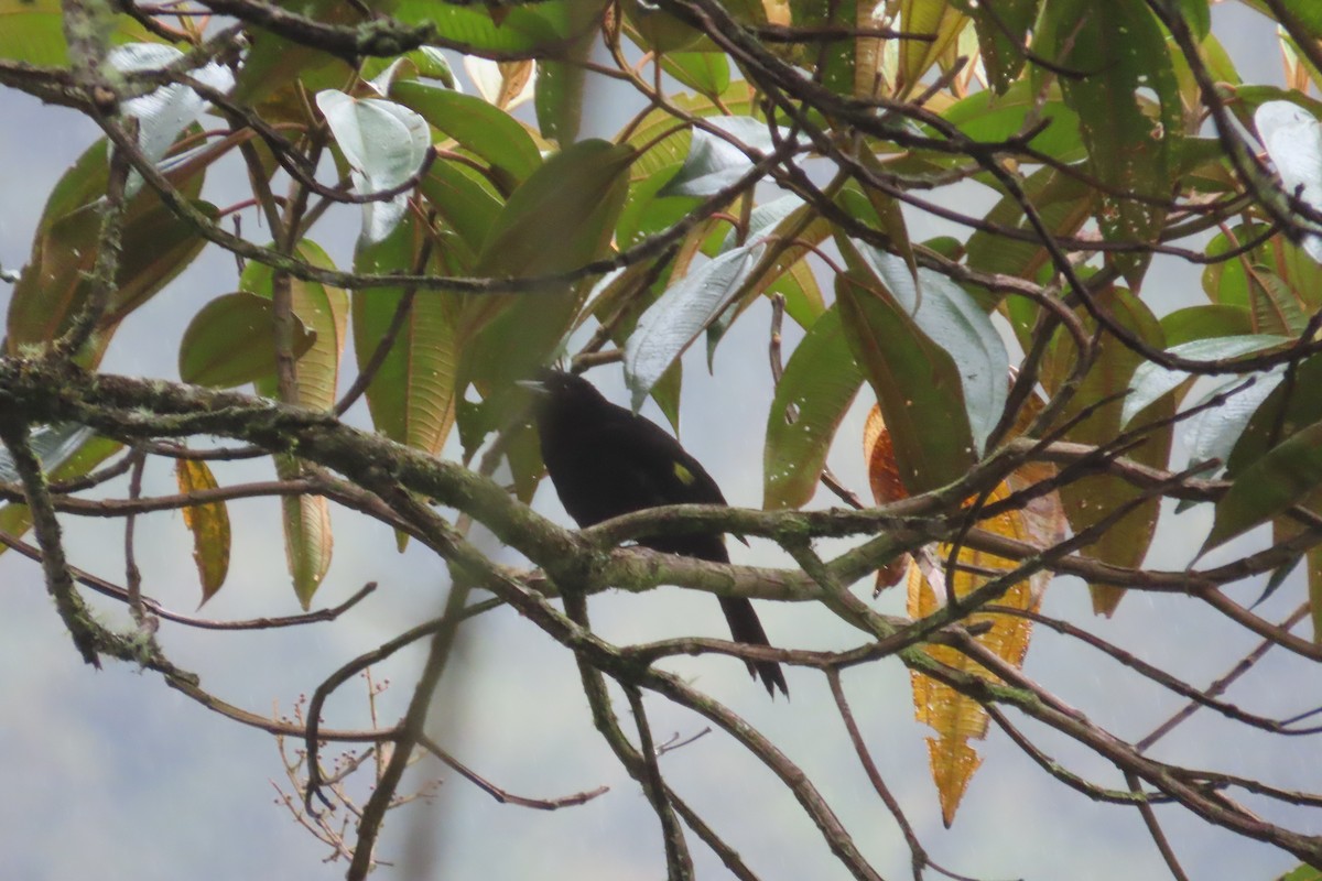 Mountain Cacique - ML646052691
