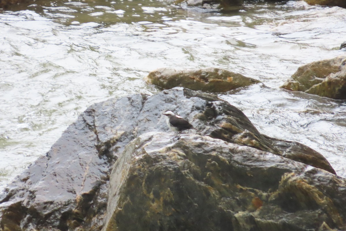 White-capped Dipper - ML646052696