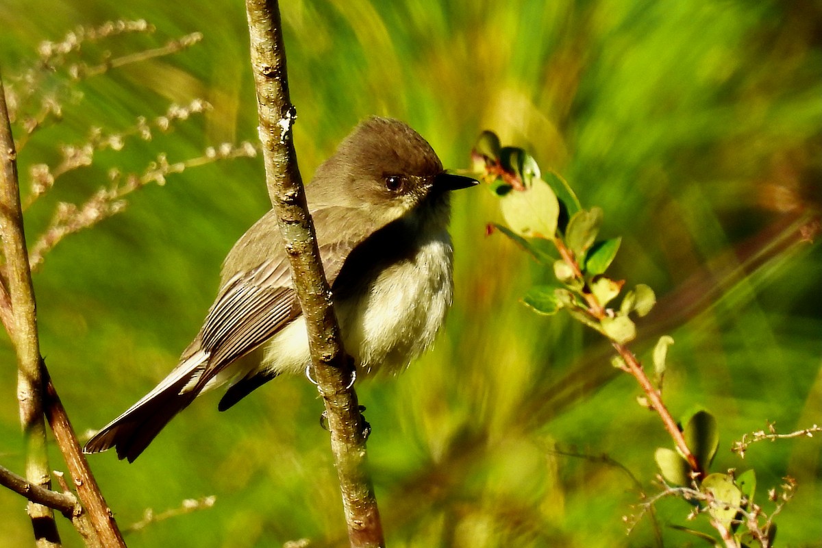 Moucherolle phébi - ML646052700