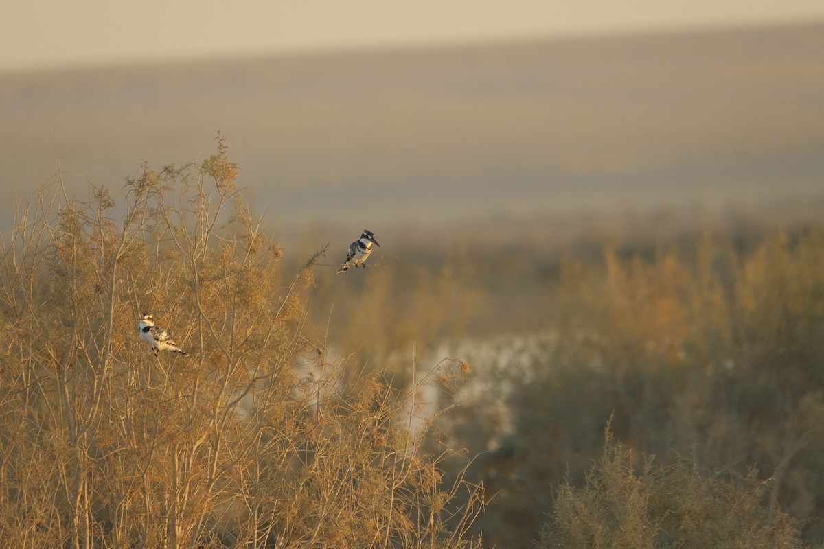 Pied Kingfisher - ML646052701