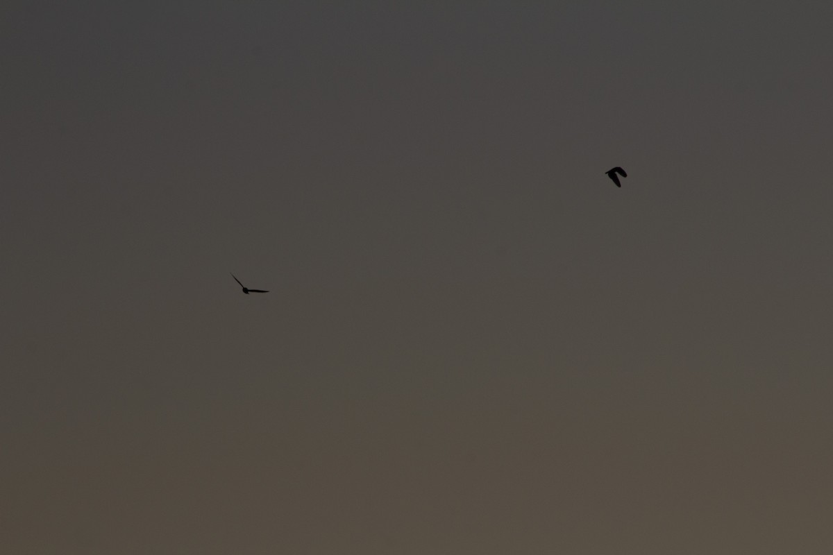 Short-eared Owl - ML646052704