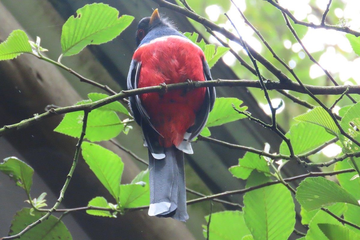Masked Trogon - ML646052705