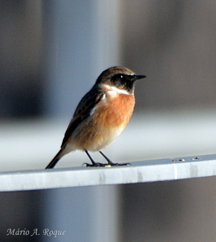 European Stonechat - ML646052708